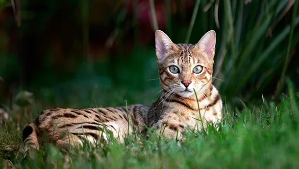 Breed of the Month: Bengal Cat