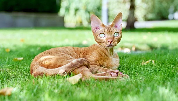 Breed of the Month: Devon Rex