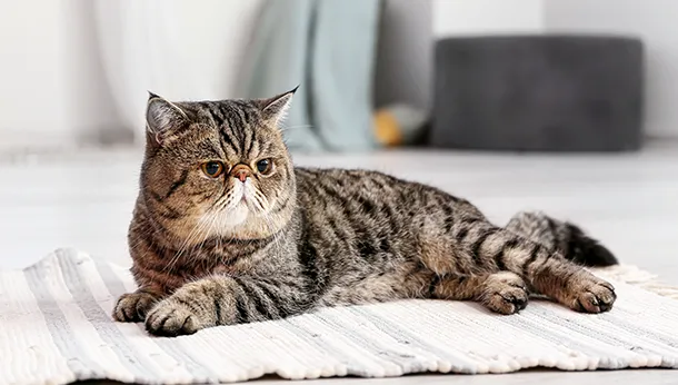 Breed of the Month: Exotic Shorthair