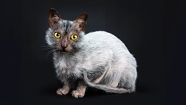 Breed of the Month: Lykoi