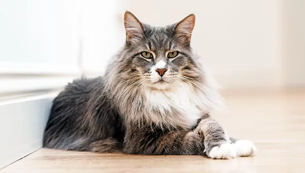 Breed of the Month: Maine Coon