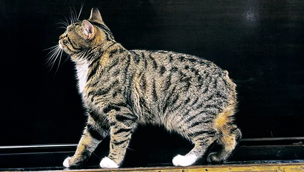 Breed of the Month: Manx