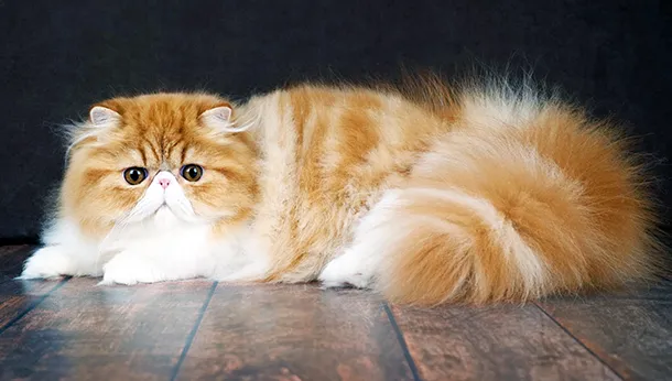 Breed of the Month: Persian Cat