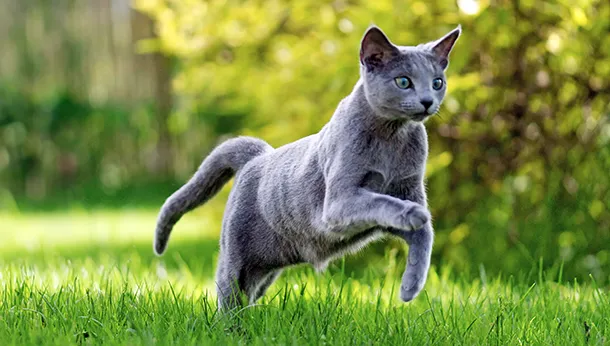 Breed of the Month: Russian Blue