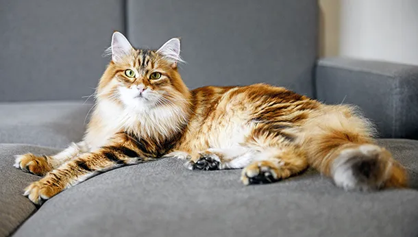 Breed of the Month: Siberian Forest Cat