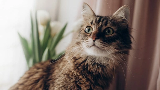 Everything You Need to Know About Feline Care