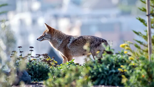 Coyote Tapeworm