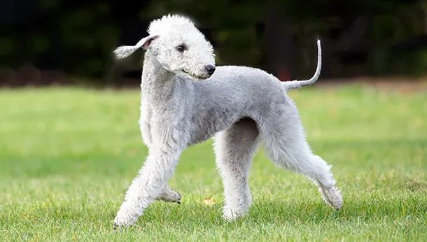 Breed of the Month: Bedlington Terrier