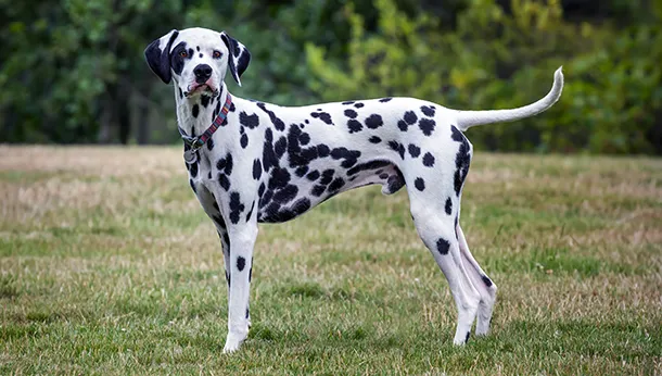 Breed of the Month: Dalmatian!