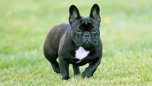 Breed of the Month: French Bulldog