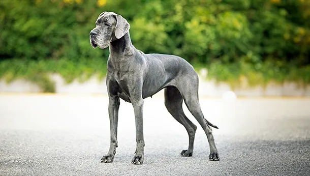 Breed of the Month: Great Dane