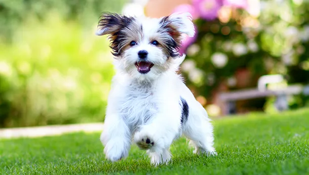 Breed of the Month: Havanese