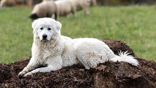 Breed of the Month: Maremma