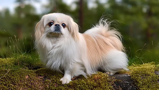 Breed of the Month: Pekingese