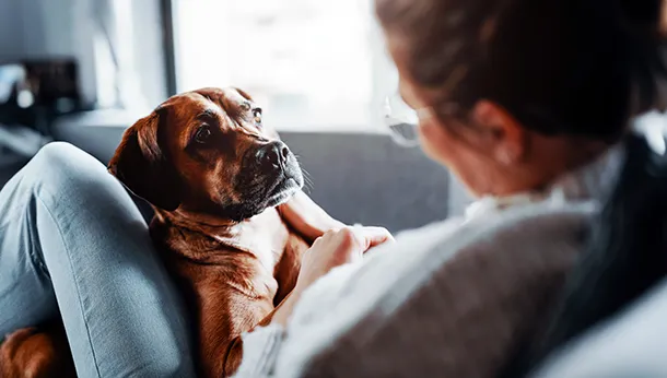 Canine Influenza