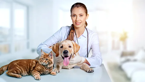 Who Is Your Veterinary Team?