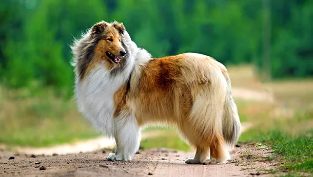 The Rough Collie