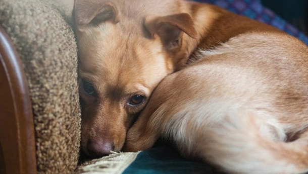 What is Pyometra and How Can it Harm My Pet?