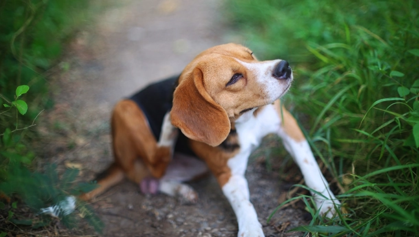 Vaporiser un répulsif à moustiques sur son chien : une bonne idée?