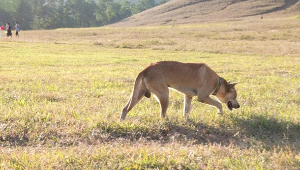 The Coyote Tapeworm