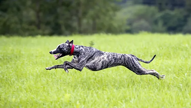 Greyhounds: A Breed Apart