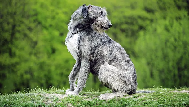 Breed of the Month: Irish Wolfhound