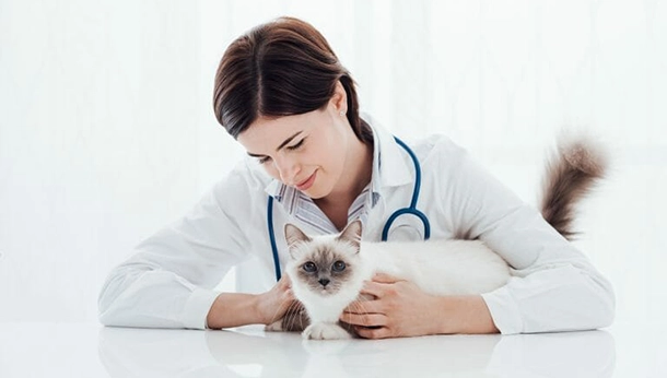 Treatment and Control of Ticks in Cats