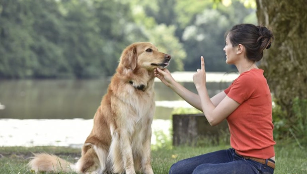 Tips for Training Dogs