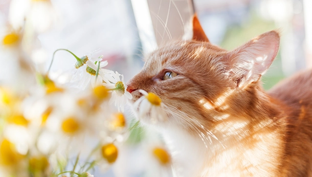 6 Tips to Get Your Cat Summer Ready