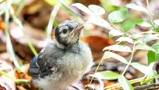 Veterinary Assistant’s TLC is Not Limited to Pets – Chickens!