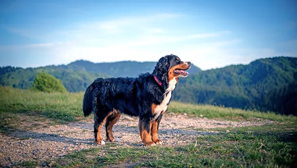 Bernese Mountain Dog