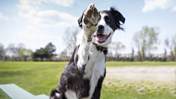 Enregistrement de votre chien auprès de la municipalité