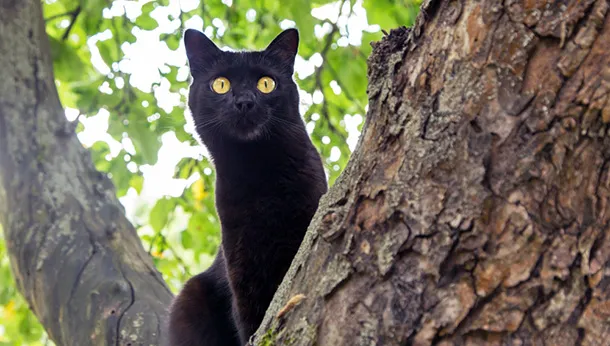 Why You Should Adopt a Black Cat