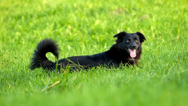 Lungworm (Crenosoma vulpis) Infections in Dogs