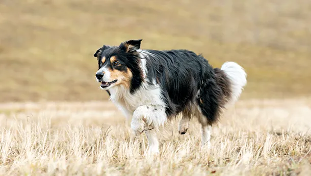 Border Collie