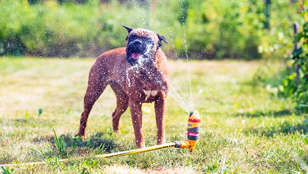 6 Tips to Get Your Dog Summer Ready