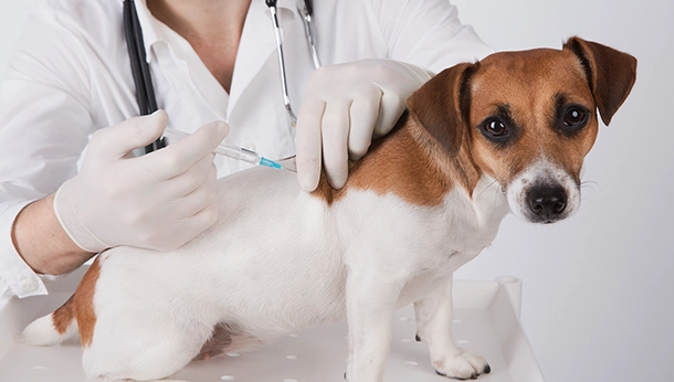 Vaccinations and Your Pet