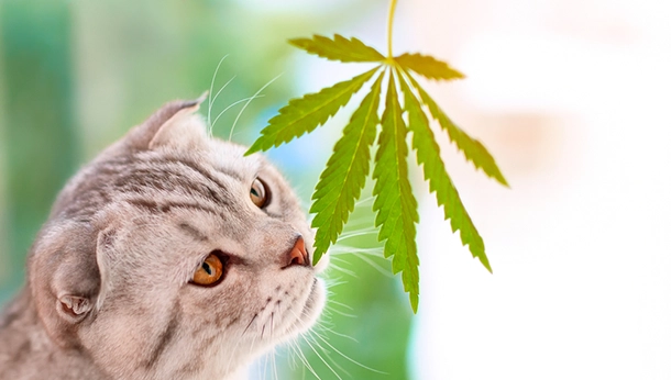 Pet Marijuana Toxicity