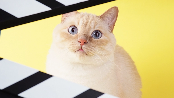 20 Things You Didn’t Know About Cats