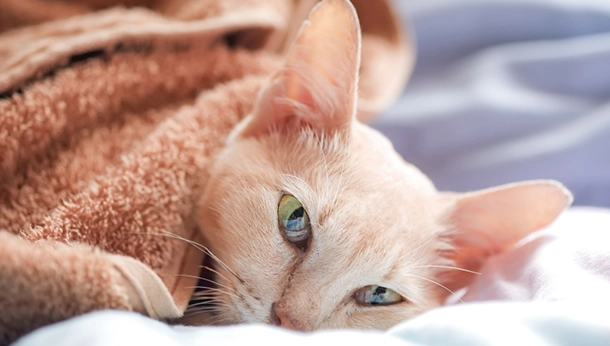 Feline Upper Respiratory Disease