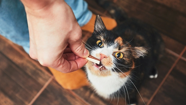 Tips for Giving Treats to Your Pets!