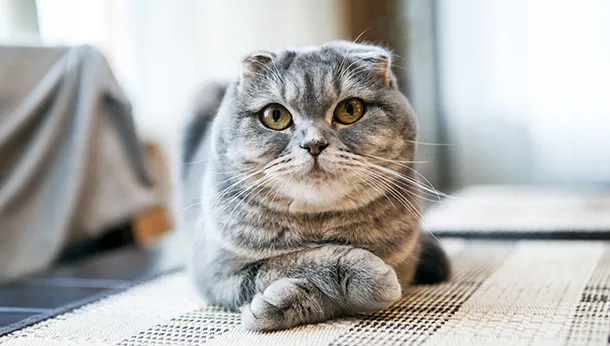 Breed of the Month – Scottish Fold