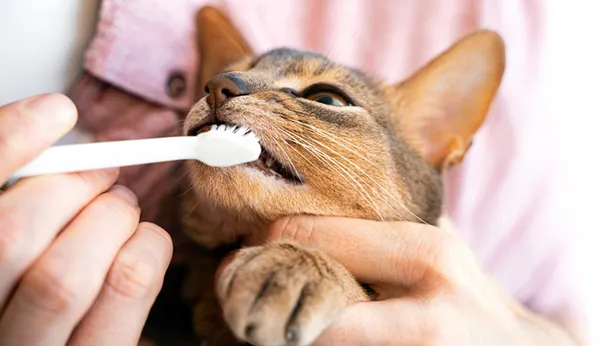 How to Brush Your Pet's Teeth