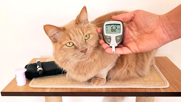 Diabetes in Dogs and Cats