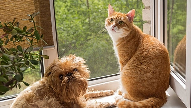 Managing Stress and Anxiety in Cats and Dogs Blog