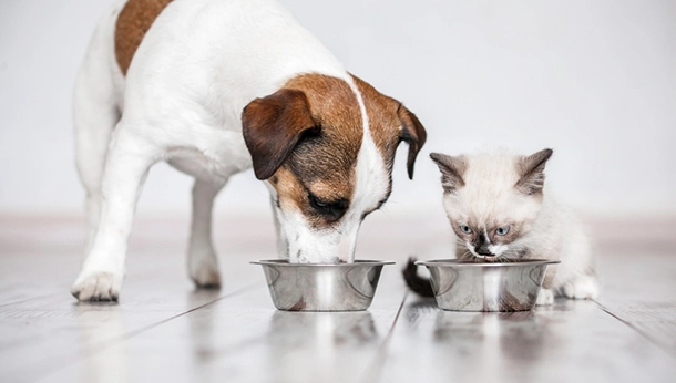 Pet Nutritional Consultation, Who Can You Trust?