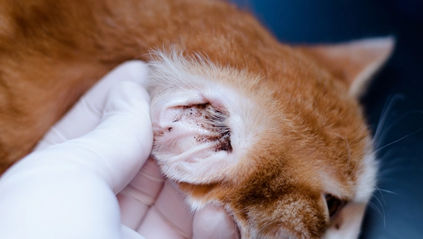 Ear Mites in Cats and Dogs: What to Look for and How to Treat Them