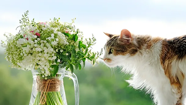 Easter Lilies and Your Cat