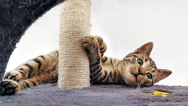 Importance of Playtime for Indoor Cats