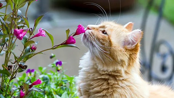 Are Lily Plants Poisonous to Cats?